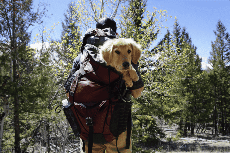 Best hiking dog carrier best sale