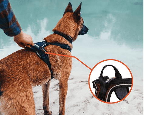 Best Dog Harness For Hiking Reviews And Buyer s Guide 2024